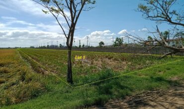 10,358 sqm Agricultural Lot Cabanatuan, Nueva Ecija