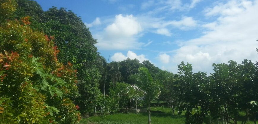 6,725 SQM Agricultural Lot in Guiguinto, Bulacan