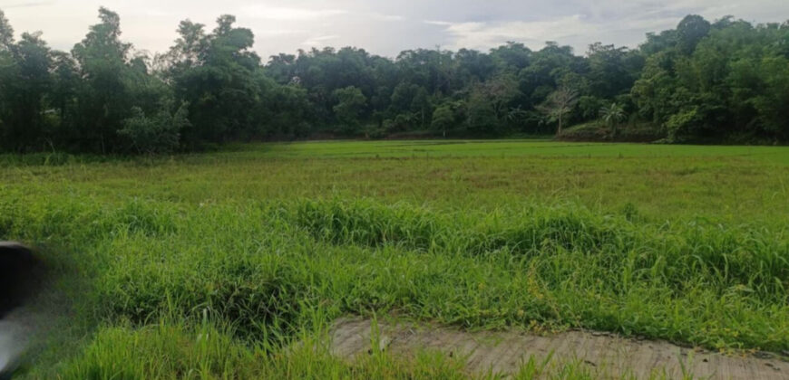 17, 867 SQM Agricultural Lot in Sigma, Capiz