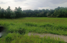 17, 867 SQM Agricultural Lot in Sigma, Capiz 17, 867 SQM Agricultural Lot in Sigma, Capiz