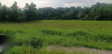 17, 867 SQM Agricultural Lot in Sigma, Capiz