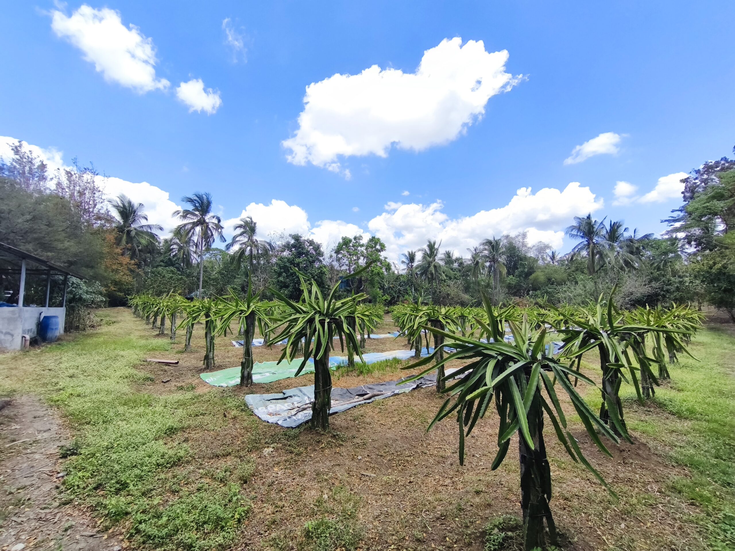 2.05-Hectare Operational Farm & Resthouse for Sale – Lipa, Batangas (Near The Farm at San Benito)