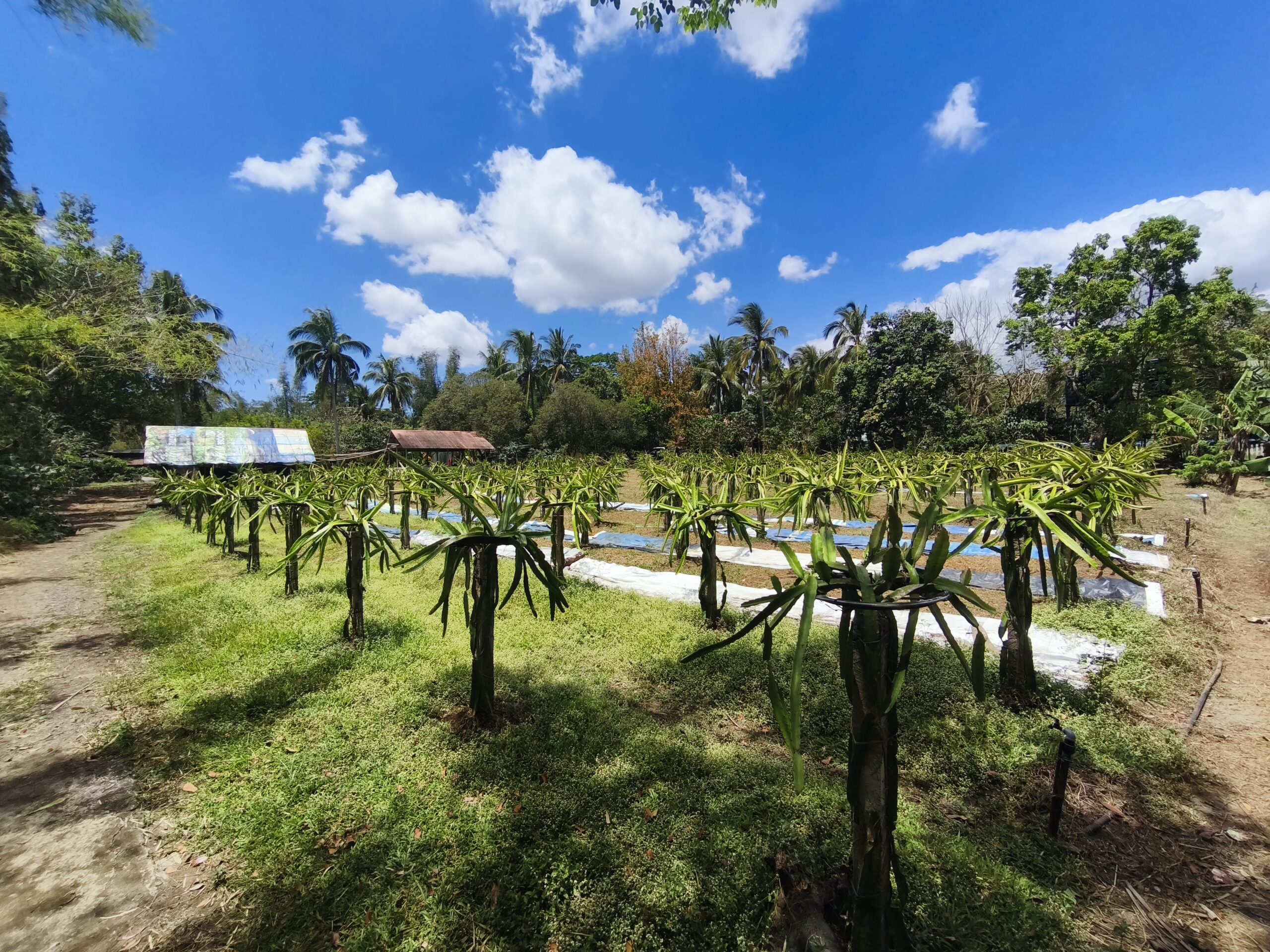 2.05-Hectare Operational Farm & Resthouse for Sale – Lipa, Batangas (Near The Farm at San Benito)