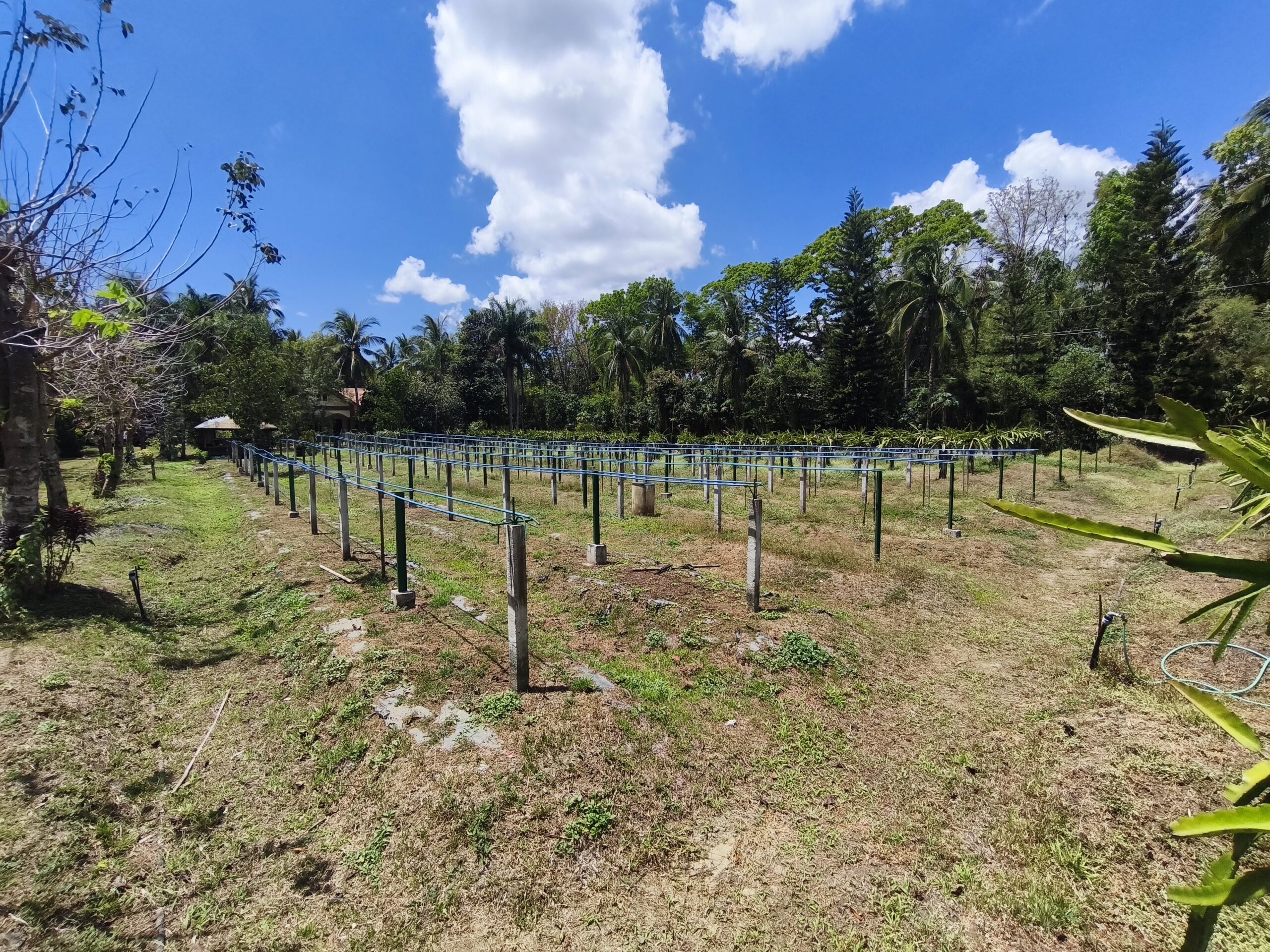 2.05-Hectare Operational Farm & Resthouse for Sale – Lipa, Batangas (Near The Farm at San Benito)