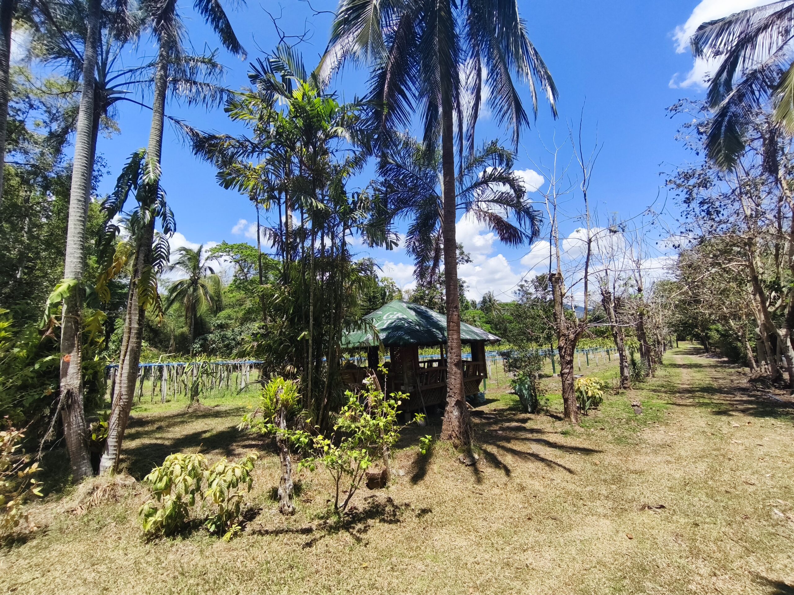 2.05-Hectare Operational Farm & Resthouse for Sale – Lipa, Batangas (Near The Farm at San Benito)