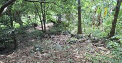 10,717sqm Farm Lot in Daan Pare, Orion, Bataan