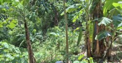 10,717sqm Farm Lot in Daan Pare, Orion, Bataan