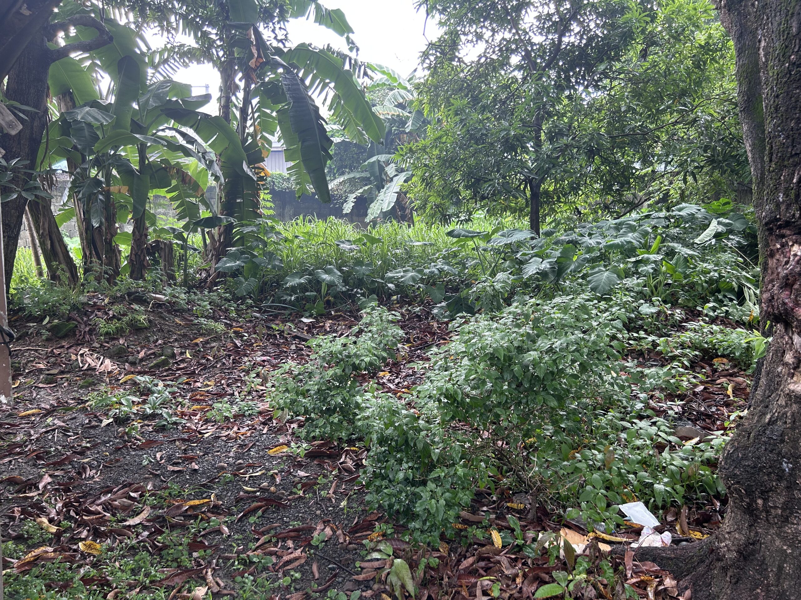 2 ADJACENT RESIDENTIAL LOTS  Filinvest Heights Subdivision | Capitol District, Quezon City